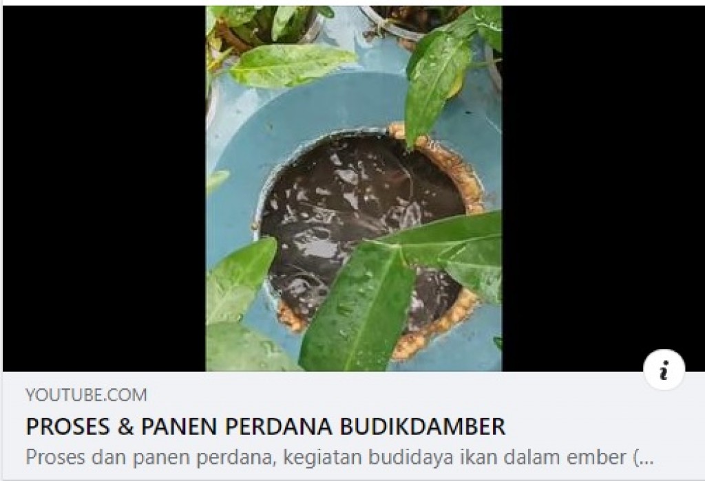 PROSES & PANEN PERDANA BUDIKDAMBER