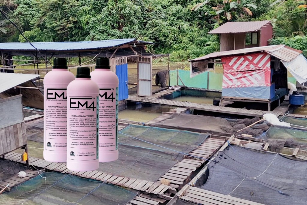 EM4 Sinergi dengan Teknologi Bioflok, Tingkatkan Efisiensi Budidaya Ikan